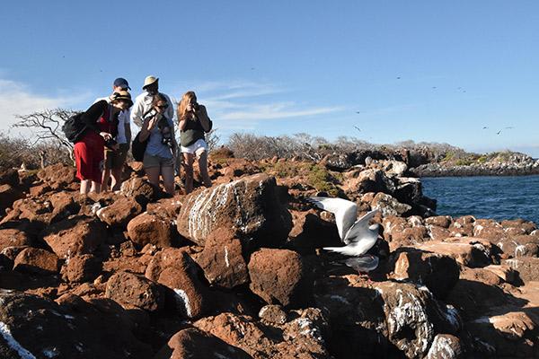 Galapagos Sea Star’s 10-Day A+B Itinerary Day Five - North Seymour.