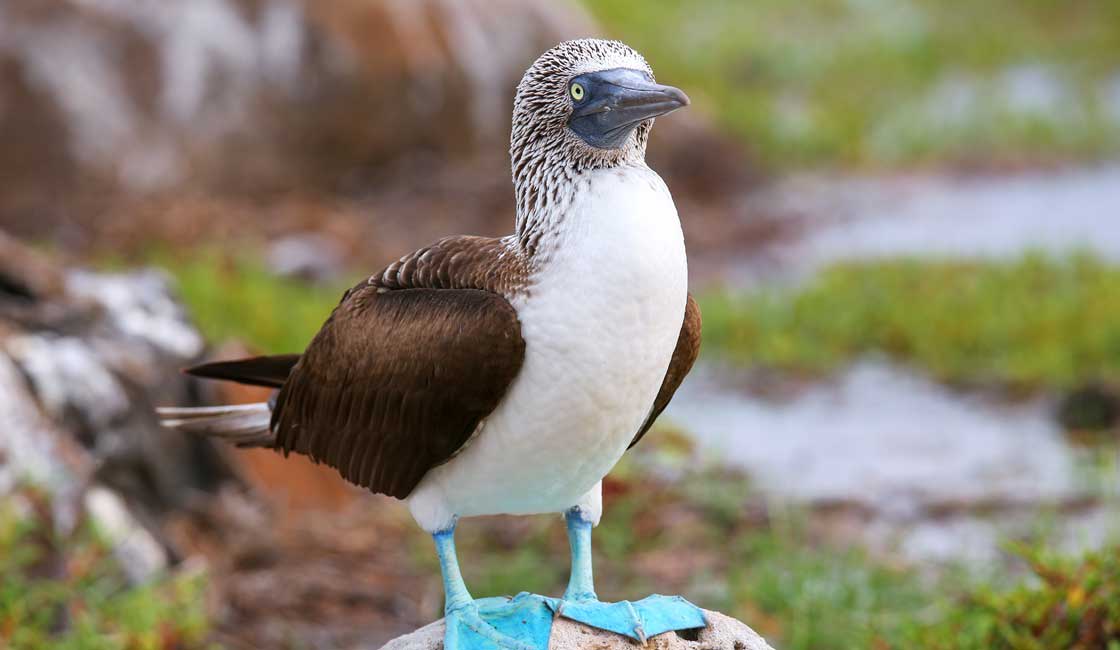 A bird with blue feet