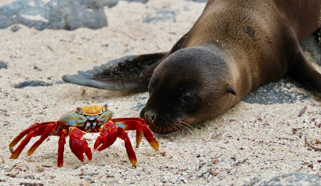 Sea lion looking at a crab