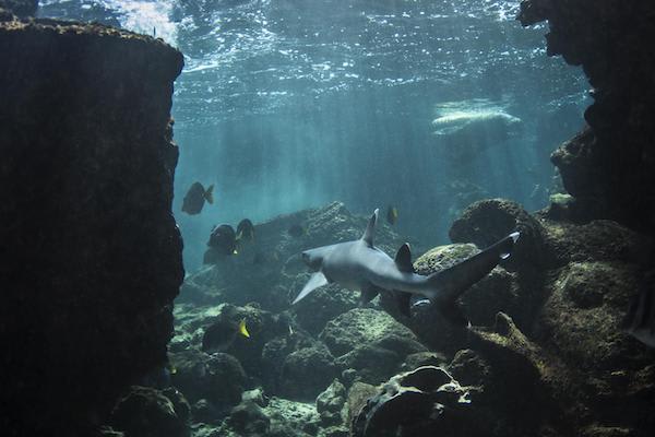 Galapagos Legend’s 8-Day 'C+D' Itinerary Day Eight - Reef Shark.