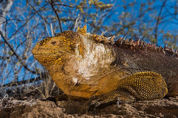 Galapagos Legend’s 8-Day 'B+C' Itinerary Day Three - Land Iguana.